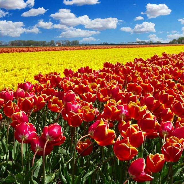 🌷Just exploring my home country🇳🇱

#flowerphotography ##flowers #flowergram
#flower #flowersofinstagram #tulips #tulip #cloudy #blueskies #landscapephotography
#landscapes #flowerfields #instamoment #instagood #colorfull #tricolor #hx90 #sonyphotography #staycation #netherlands #holland 
#flevoland #flevolandschap #tulpen #bloemenfotografie